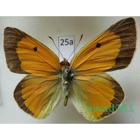 Colias aurorina kermana Eckweiler, 1979 male Iran25a